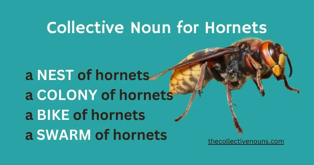 Hornet Collective Noun