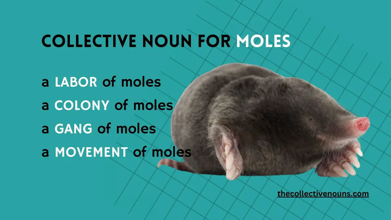 What is the Collective Noun for Moles?