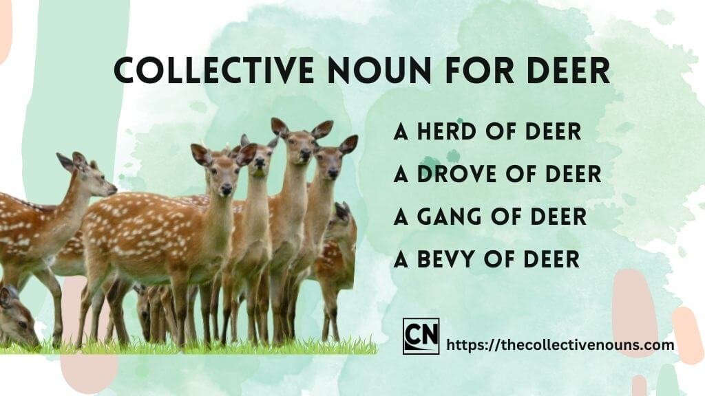 What is the Collective Noun for Deer?