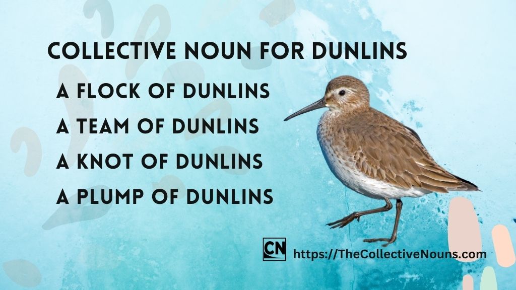 Group of Dunlins Called