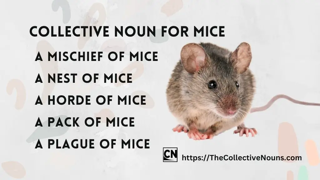 Group of Mice Called