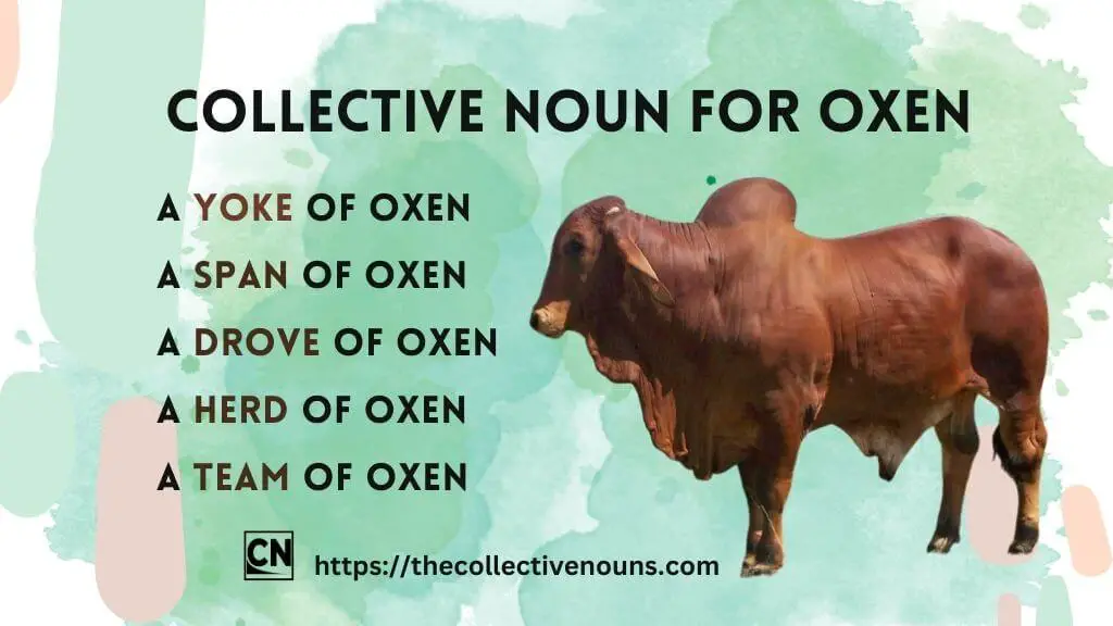 Oxen Collective Noun