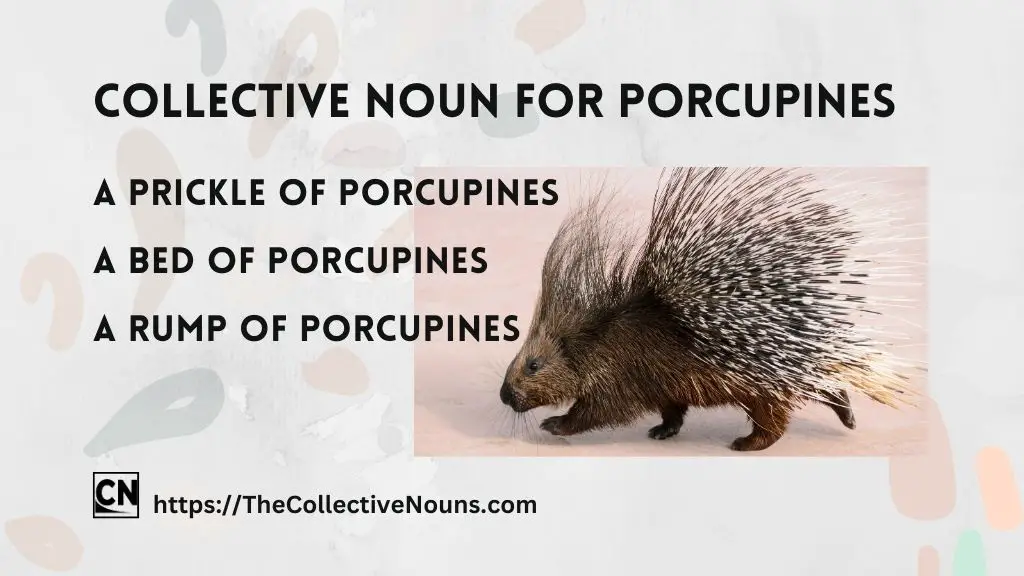 Porcupines Collective Noun