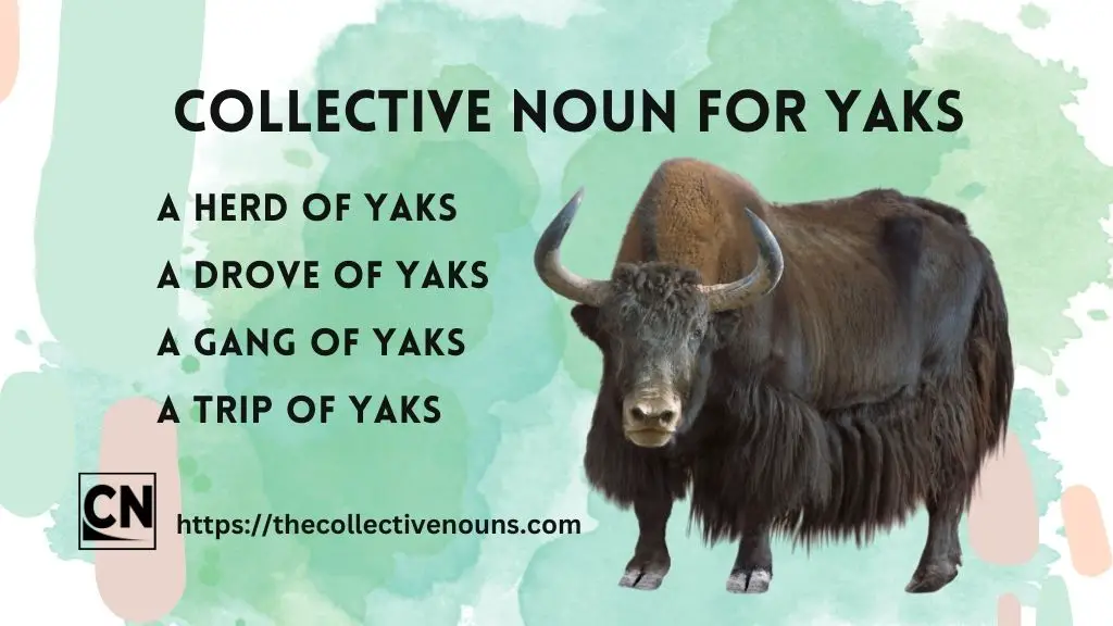 Yak Collective Noun