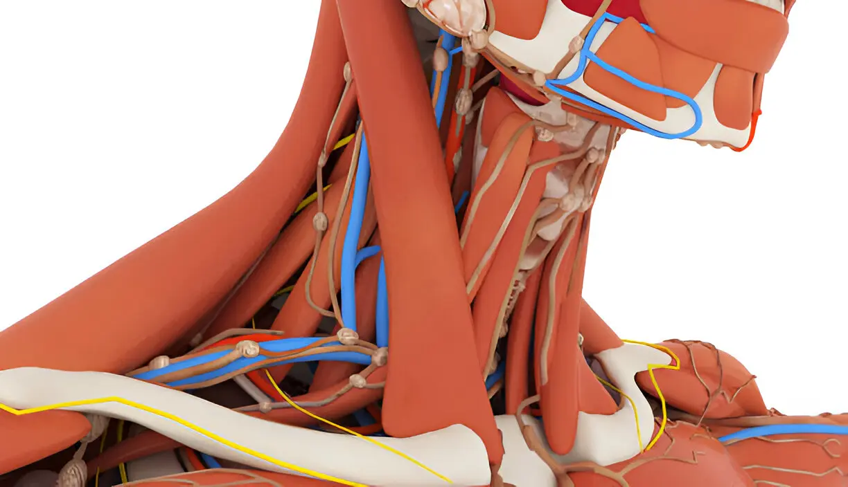 Anatomy Fundamentals as An Overview of the Saphenous Vein and Neck Triangles