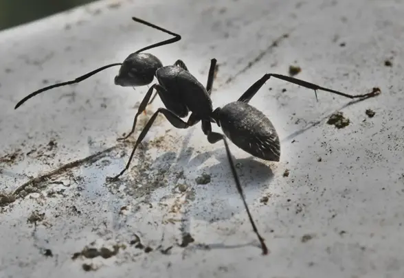 Pest Control in Aurora Made Easy 7 Proven Solutions for a Bug-Free Home