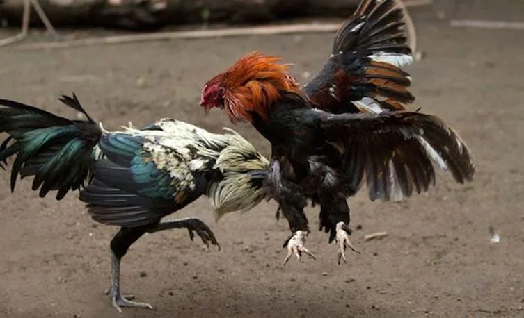 Cockfighting VUA99 - The Peak of Entertainment With Dramatic Matches in 2025