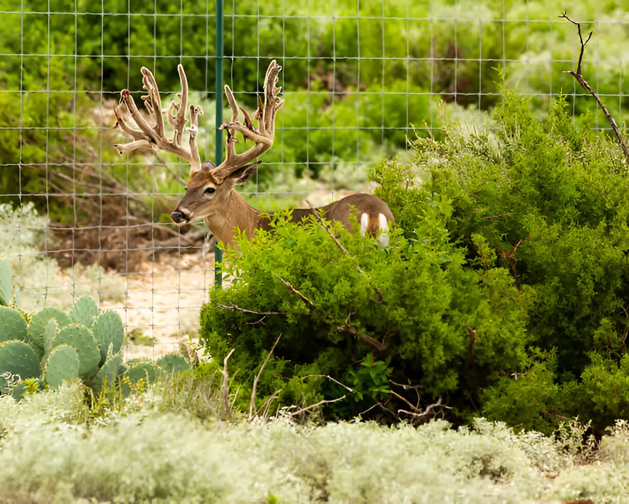 How to Choose the Best Deer Fencing for Your Garden: Protecting Your Plants and Landscape in 2025