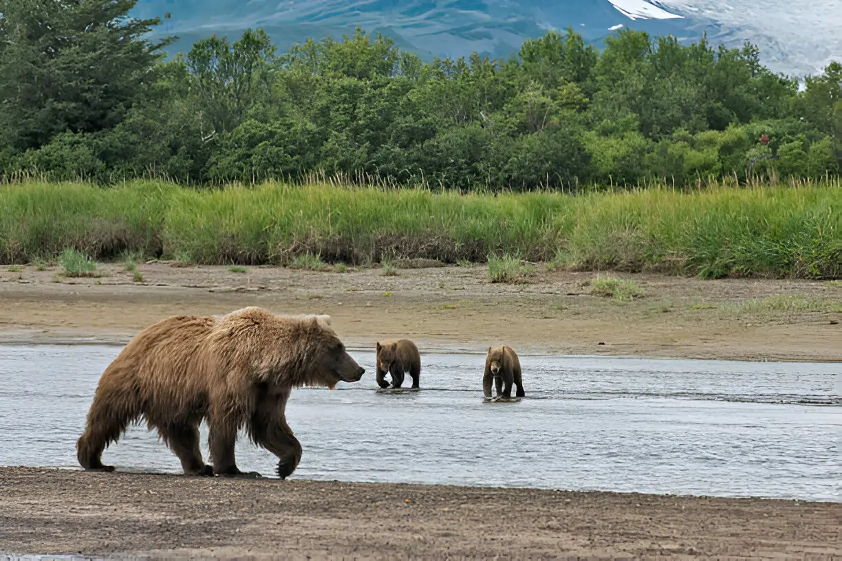 Wild Alaska: Top Outdoor Adventures You Can't Miss