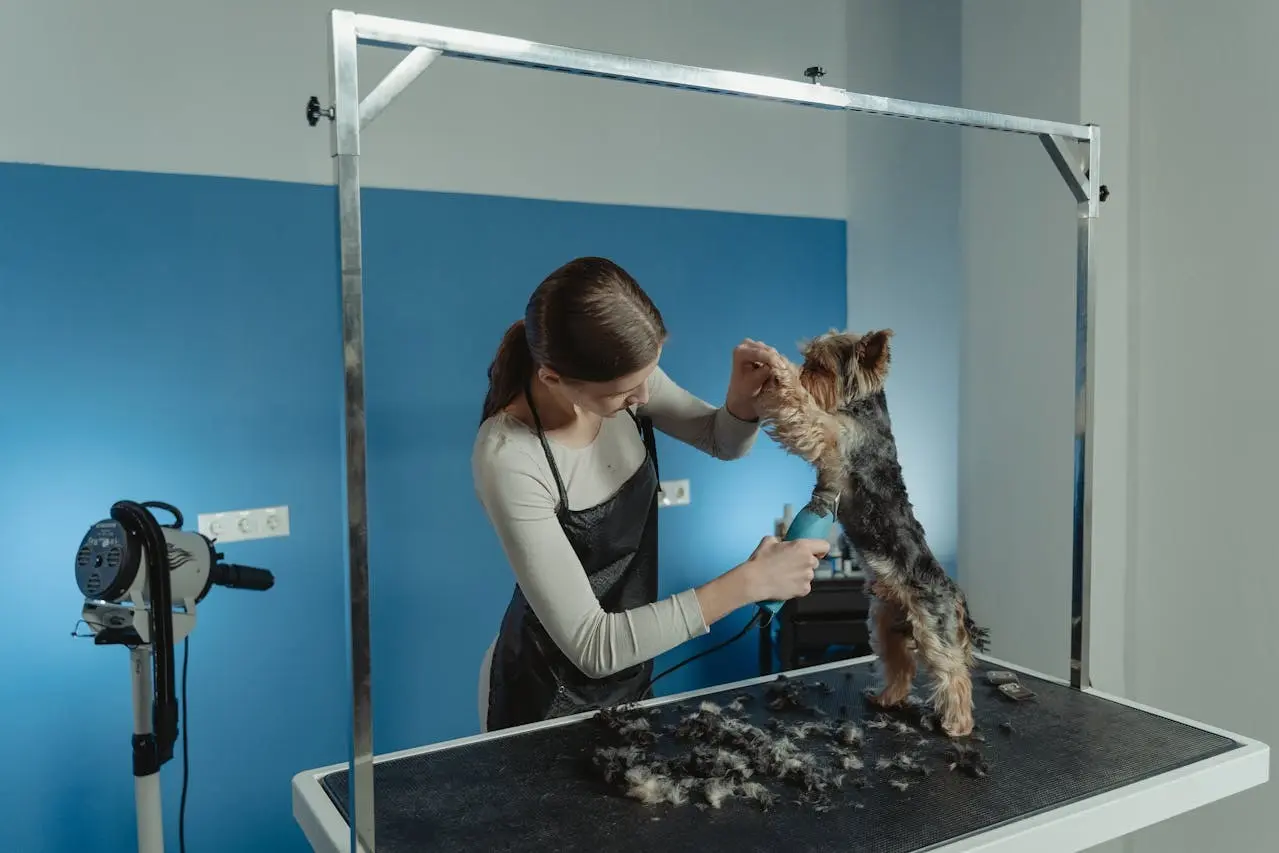 Bathing, Brushing, and Beyond Dog Grooming Basics